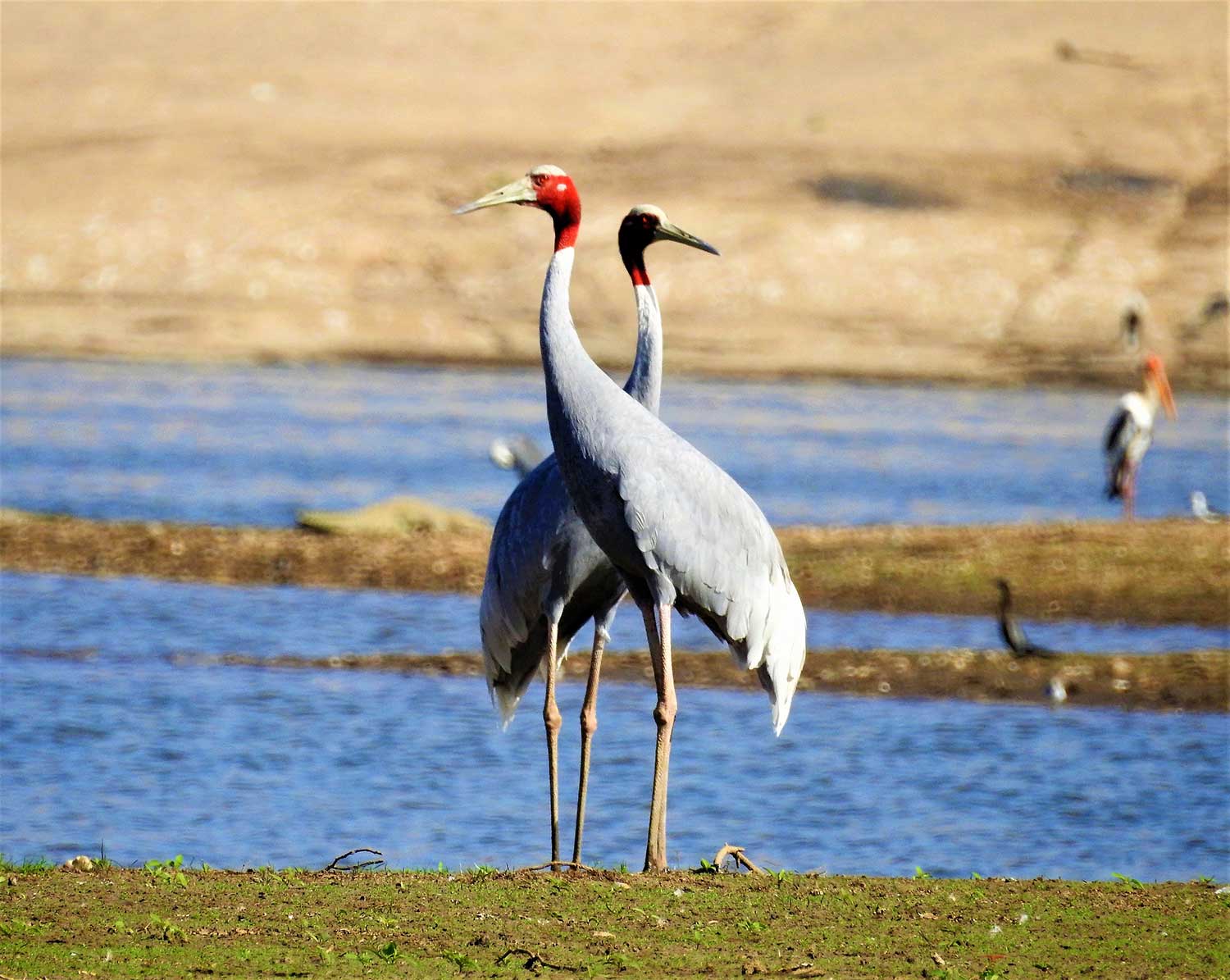 Jawai Bandh Birds